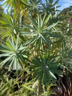 Euphorbia bourgeana