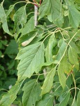 Acer negundo