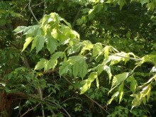Acer negundo