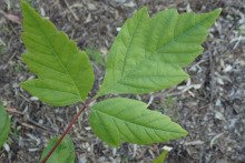 Acer negundo