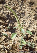 Amaranthus palmeri 