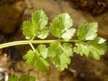 Apium graveolens 