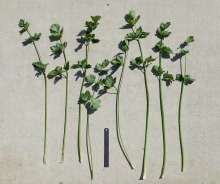 Apium graveolens 