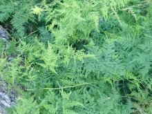 Asparagus setaceus