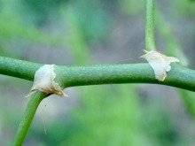 Asparagus setaceus