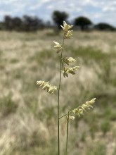 Eragrostis echinochloidea 