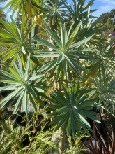 Euphorbia bourgeana 