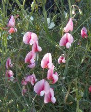Lathyrus tingitanus