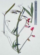 Lathyrus tingitanus