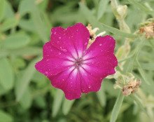 Lychnis coronaria