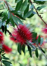 Melaleuca citrina 