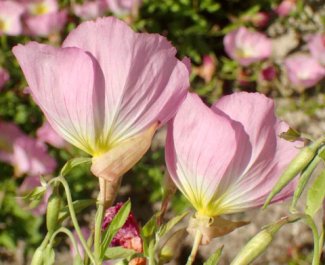 Oenothera berlandieri