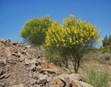 Spartium junceum
