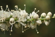 Tamarix aphylla 