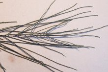 Tamarix aphylla