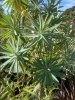 Euphorbia bourgeana