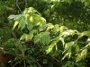 Acer negundo