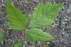 Acer negundo