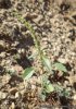 Amaranthus palmeri 