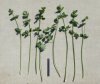Apium graveolens 