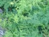 Asparagus setaceus