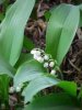 Convallaria majalis