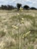Eragrostis echinochloidea 