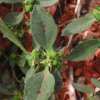 Euphorbia dentata