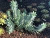 Euphorbia rigida
