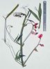 Lathyrus tingitanus