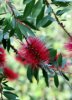 Melaleuca citrina 