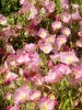 Oenothera berlandieri