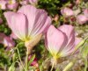 Oenothera berlandieri