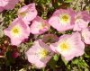 Oenothera berlandieri 