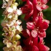 Phytolacca heterotepala