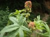 Ricinus communis