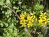 Senecio angulatus