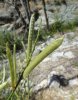 Spartium junceum