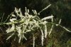 Tamarix aphylla 