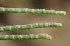 Tamarix aphylla