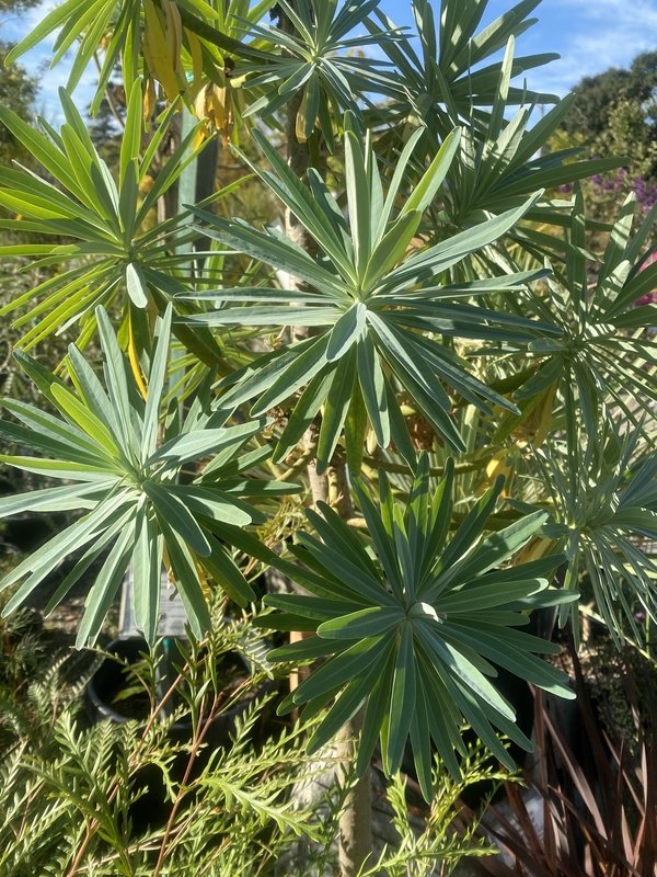 Euphorbia bourgeana