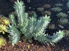Euphorbia rigida