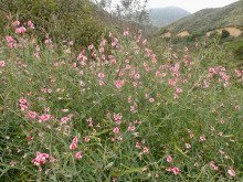 Lathyrus tingitanus
