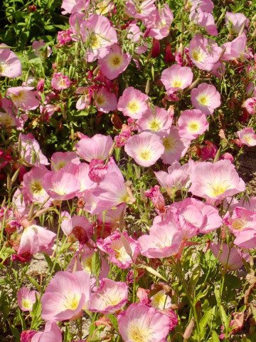 Oenothera berlandieri