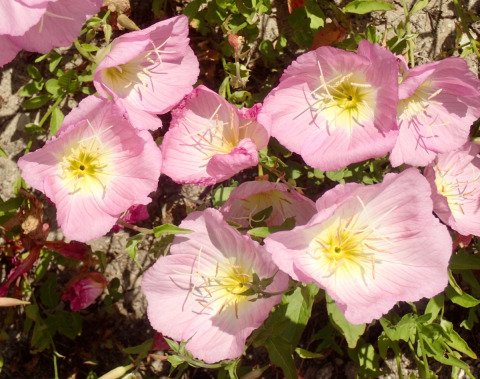 Oenothera berlandieri 