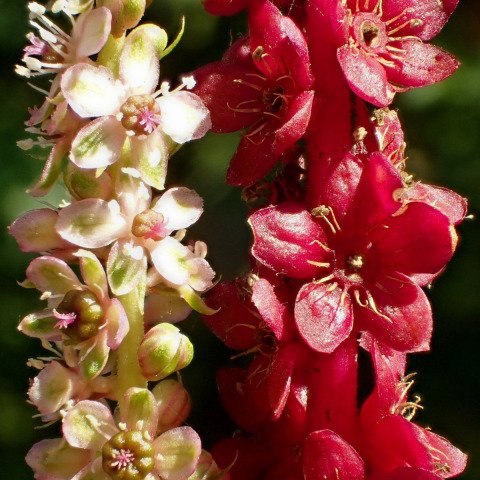 Phytolacca heterotepala