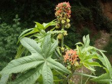 Ricinus communis