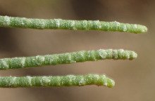 Tamarix aphylla